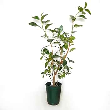 フィカス　ルビキノーサ 250425 5 楽天市場】おしゃれ 観葉植物：フランスゴムの木*フィカスルビ